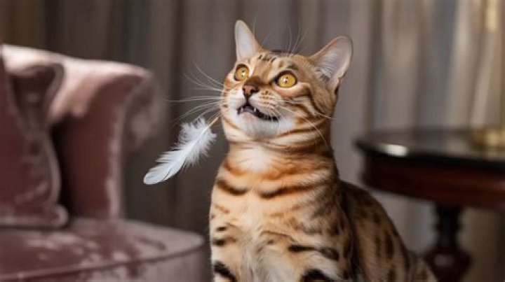Do cats have a gag reflex?