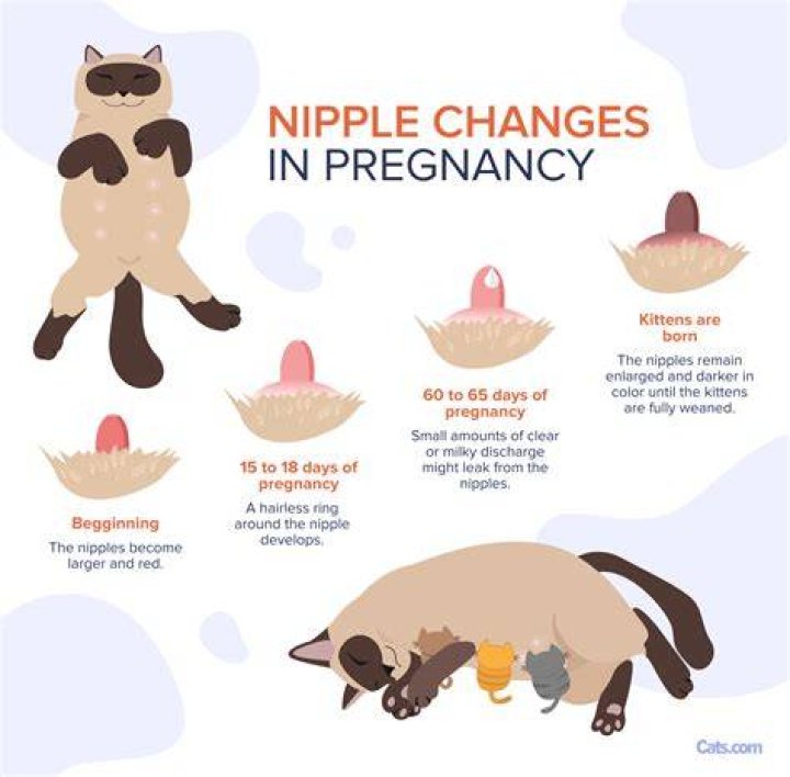 Do cats have nipples when not pregnant?