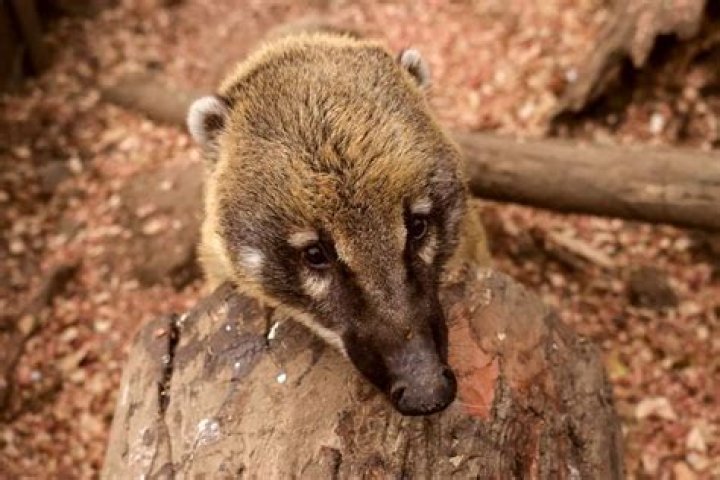 Do coatis bite?
