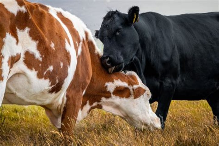 Do cows have a best friend?