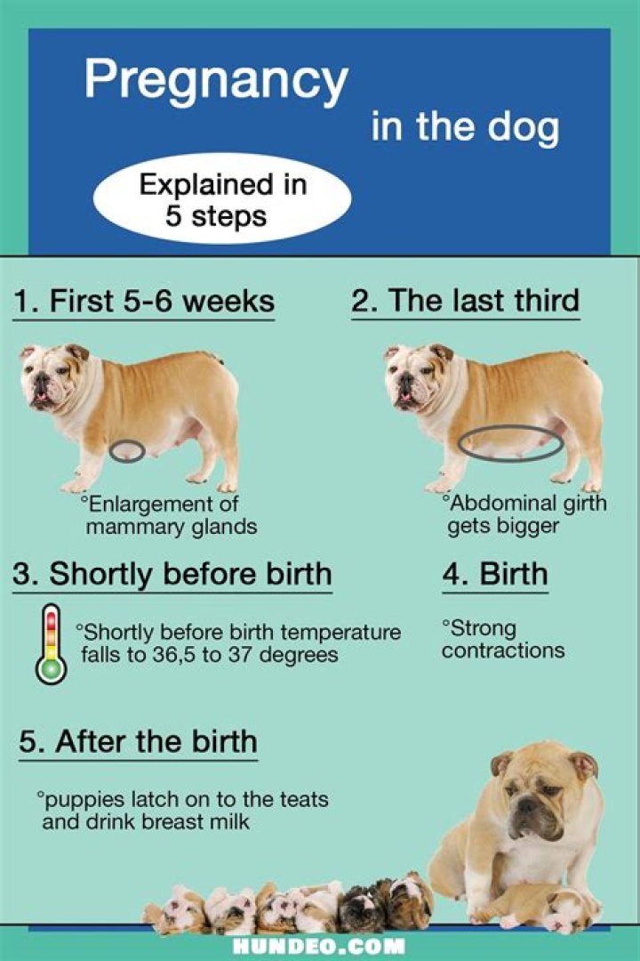 Do dogs know if you're pregnant?