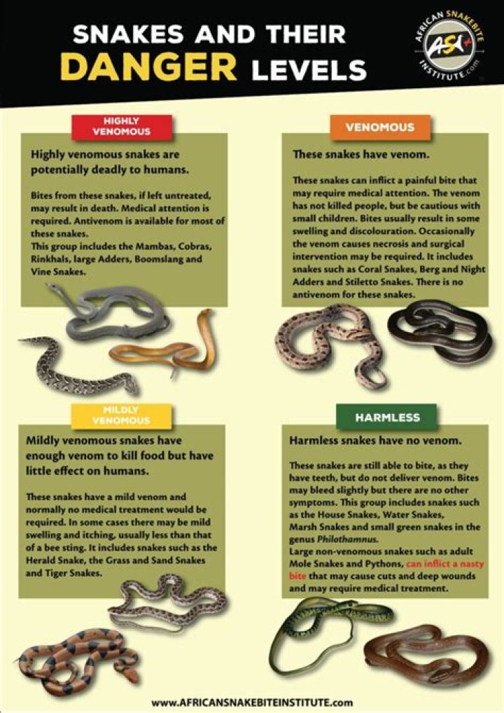 Do dogs know what snakes are?