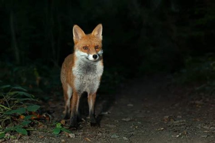 Do foxes roam at night?