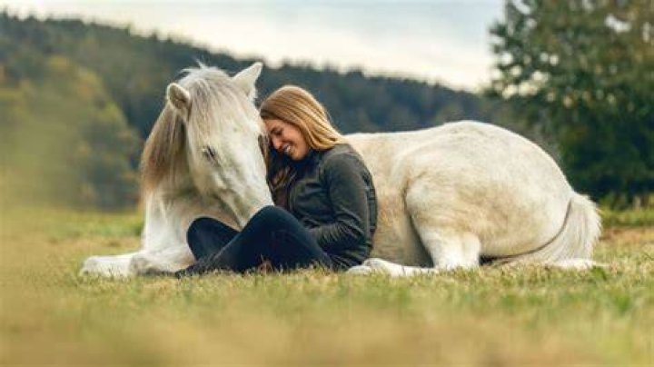 Do horses fall in love with humans?