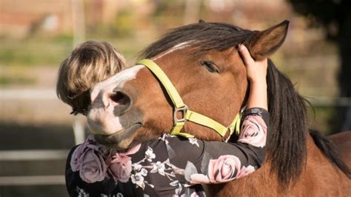 Do horses like human affection?