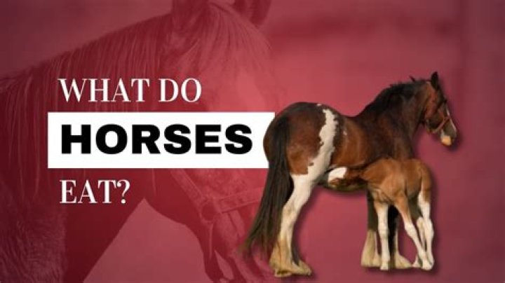 Do horses like to snuggle?