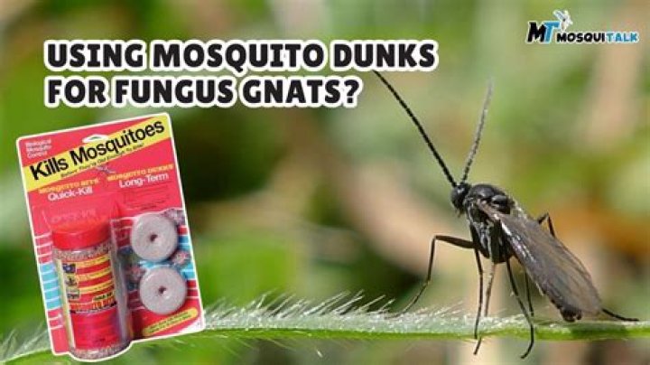 Do mosquitoes hate aloe vera?