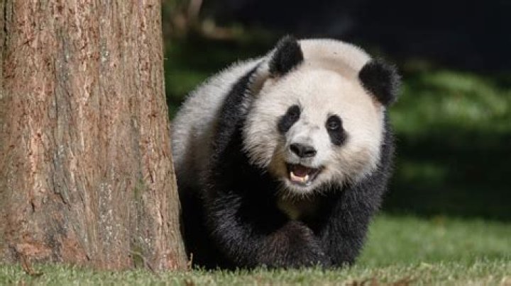 Do pandas get embarrassed?