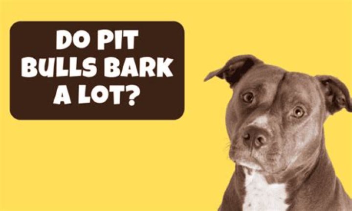 Do pit bulls bark a lot?
