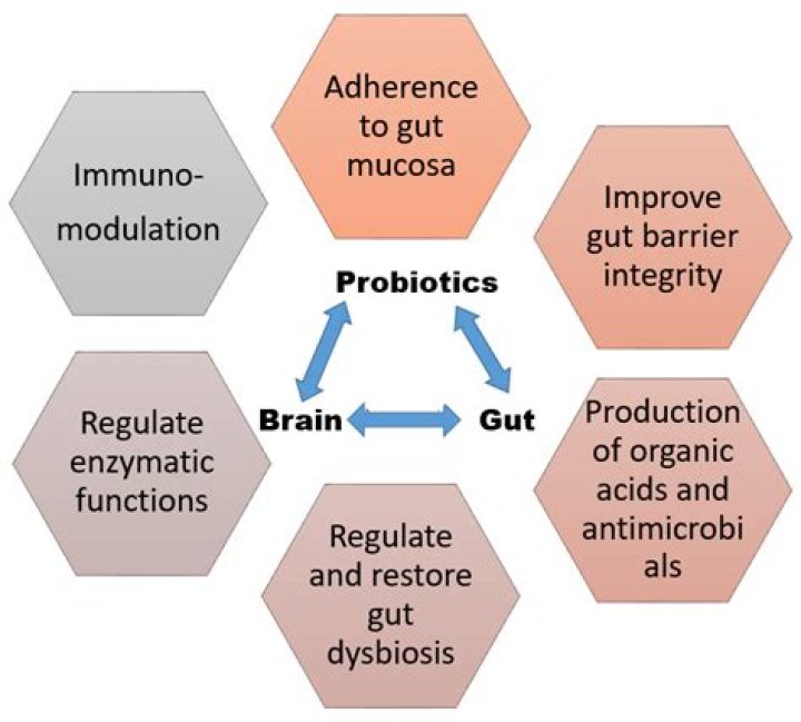 Do probiotics interfere with iron absorption?