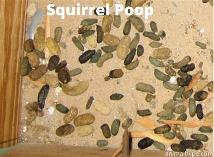 Do squirrels leave droppings?