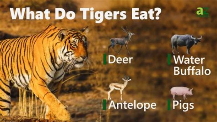 Do tigers eat elephants?