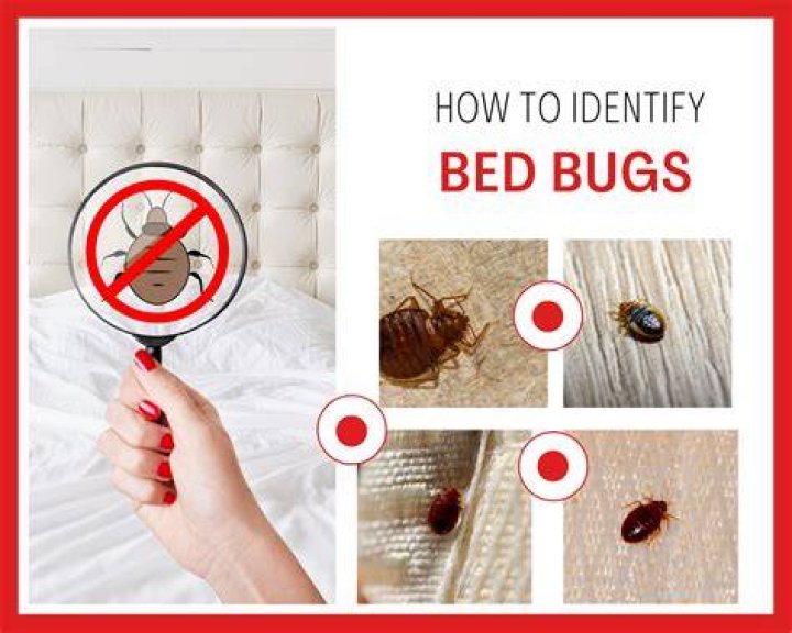 Does baby powder keep bed bugs away?