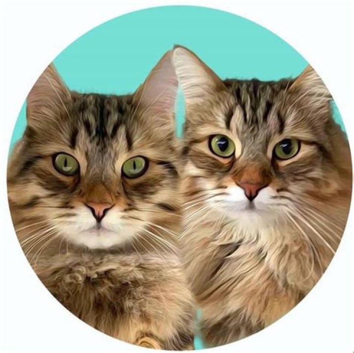 Does clapping scare cats?