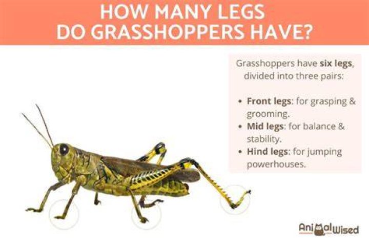 Does Gerheade have legs?