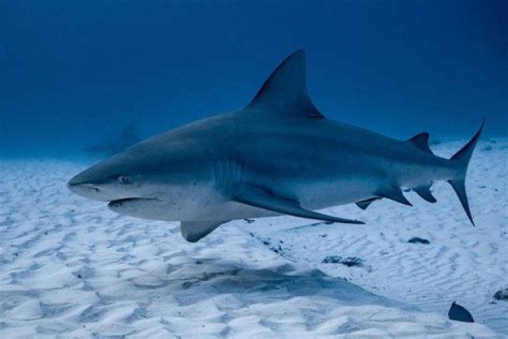 Does Lake Superior have sharks?