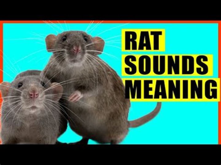 Does rats see at night?