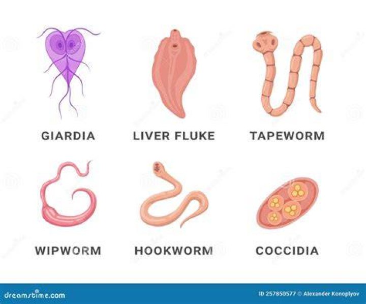 How do humans know if they have worms?