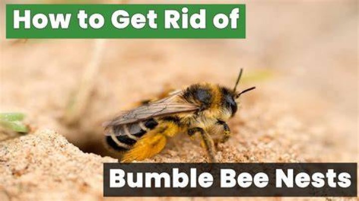 How do I get rid of a bumble bee nest?