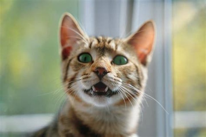 How do I know if my cat has schizophrenia?