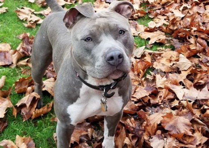 How do I know if my Pitbull is a blue nose?