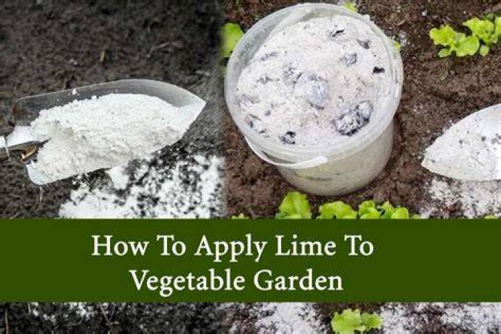 How do you add lime to a muddy yard?