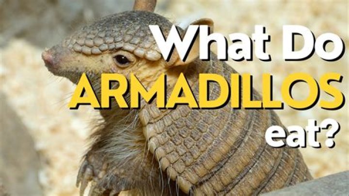 How do you cook an armadillo?