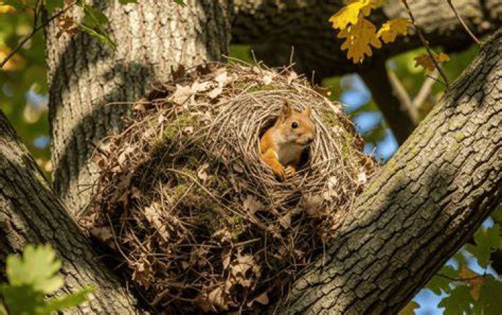 How do you find a squirrel nest?