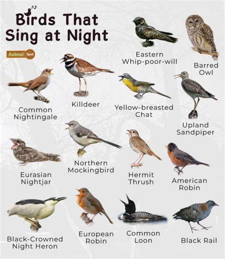 How do you get birds to shut up at night?