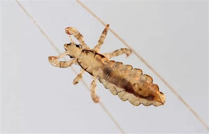How do you get lice without human contact?
