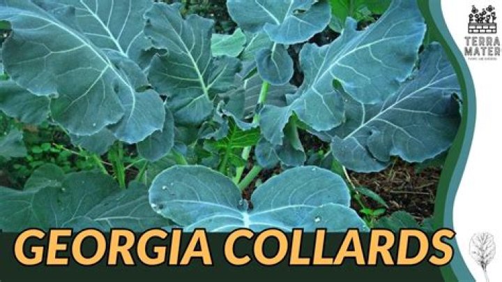 How do you grow collards in Georgia?