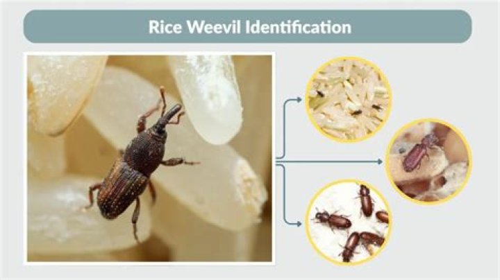 How do you identify weevils in rice?