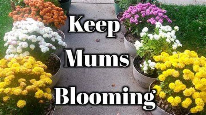 How do you keep mums blooming all fall?