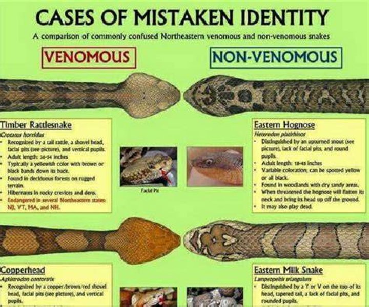 How do you know if a snake is near you?
