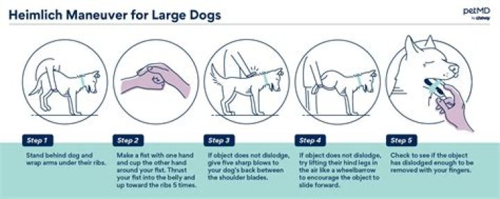 How do you know if your dog is an alpha female?