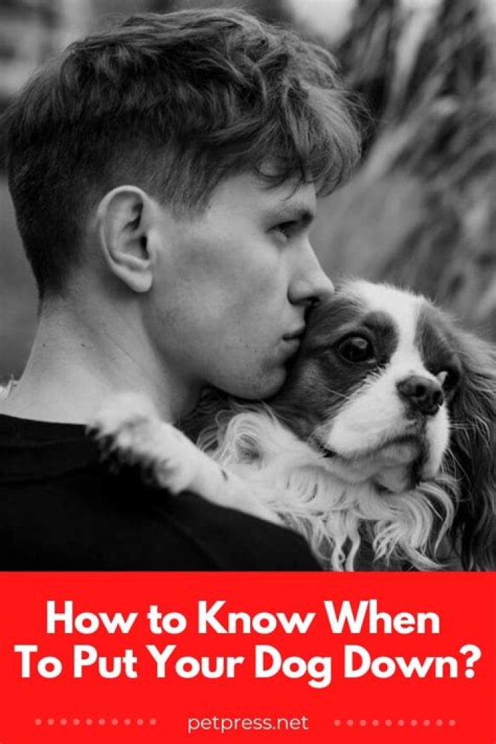 How do you know when it's time to put down a dog?