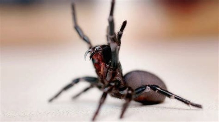 How do you milk a spider?