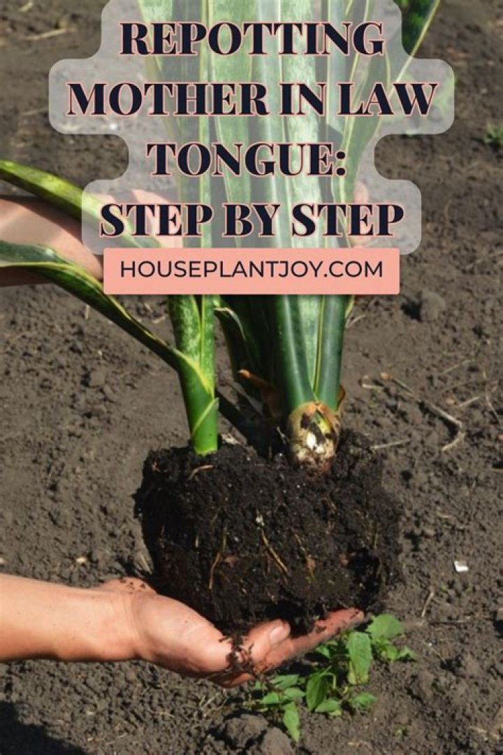 How do you repot your mother in law tongue?