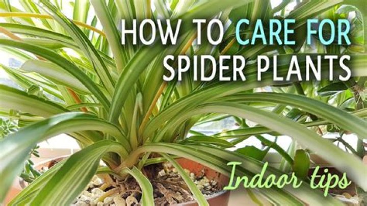 How do you take care of a spider plant?