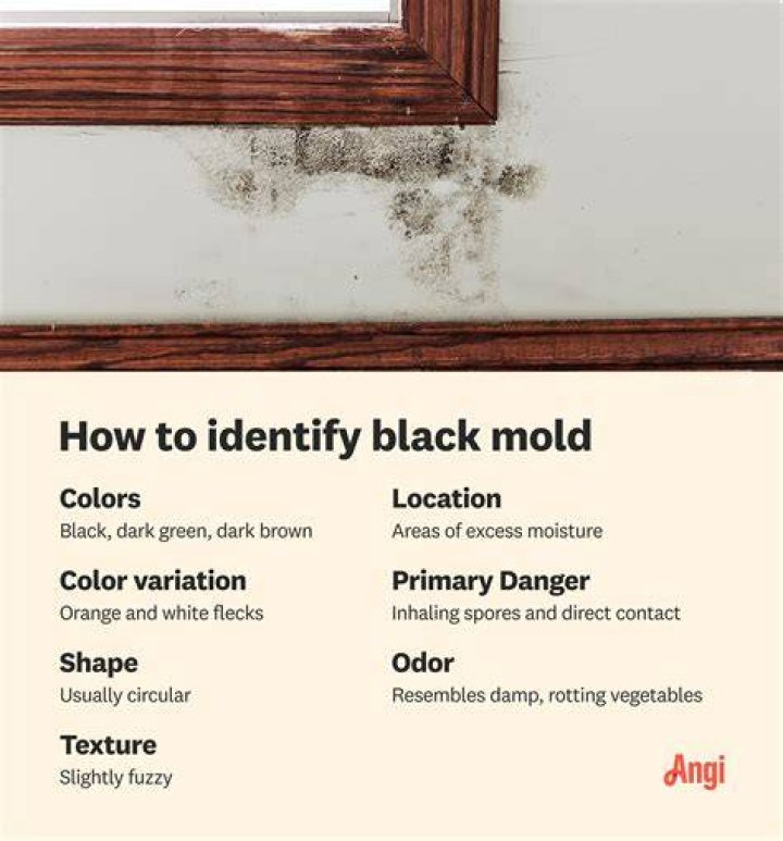 How do you tell if you have black mold in your house?
