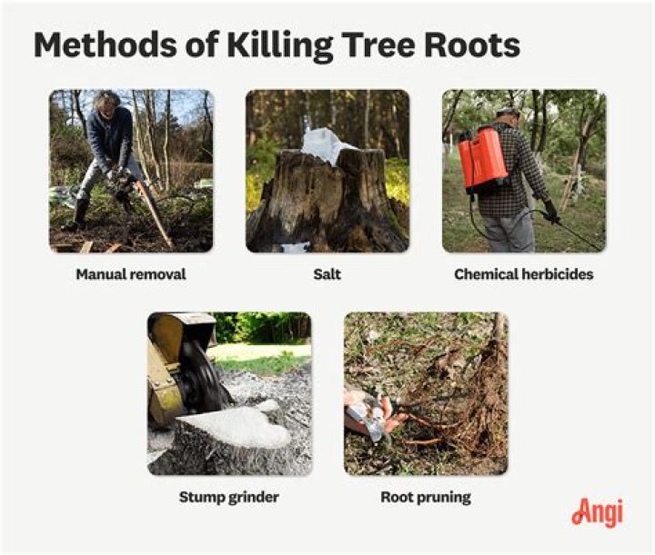 How do you tell the age of a tree without cutting it down?