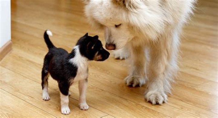 How do you train a dog to accept a baby?