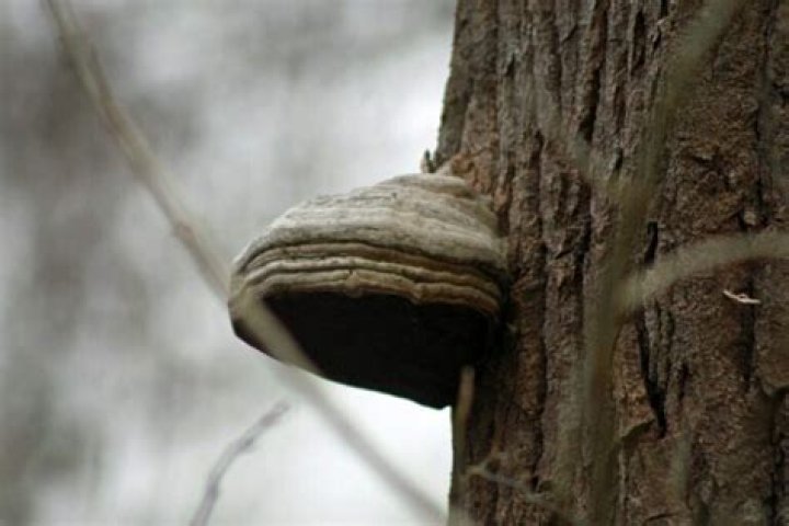 How do you use hoof fungus?