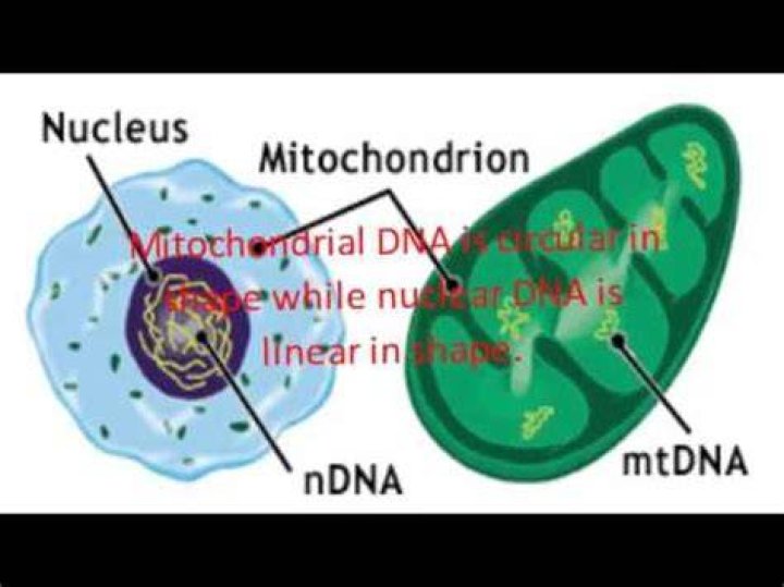 How does mitochondrial DNA differ from nuclear DNA quizlet?
