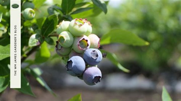 How easy is it to grow blueberries?