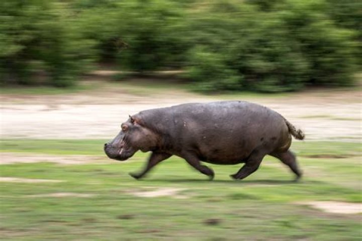 How fast is a hippo?