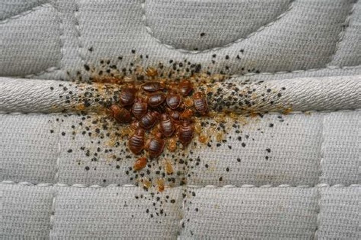 How hard is it to get rid of bed bugs?