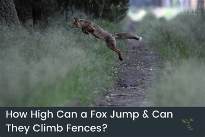 How high can a fox jump?