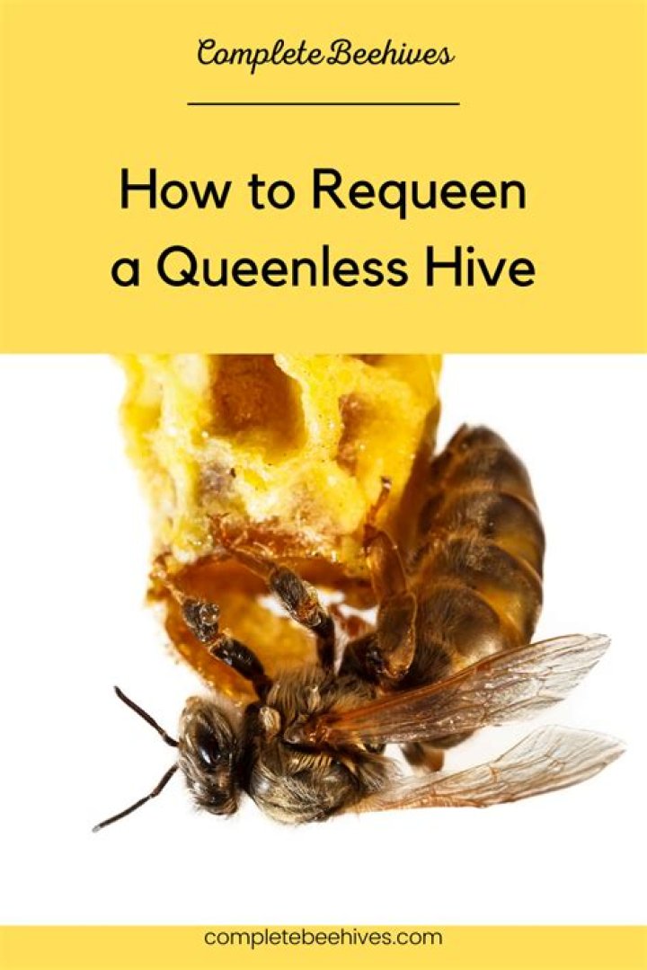 How long can a hive survive Queenless?