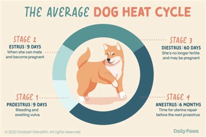 How long does it take for a dog to react to xylitol?